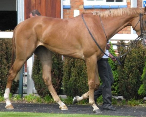 broodmare Seta xx (Thoroughbred, 2007, from Pivotal xx)