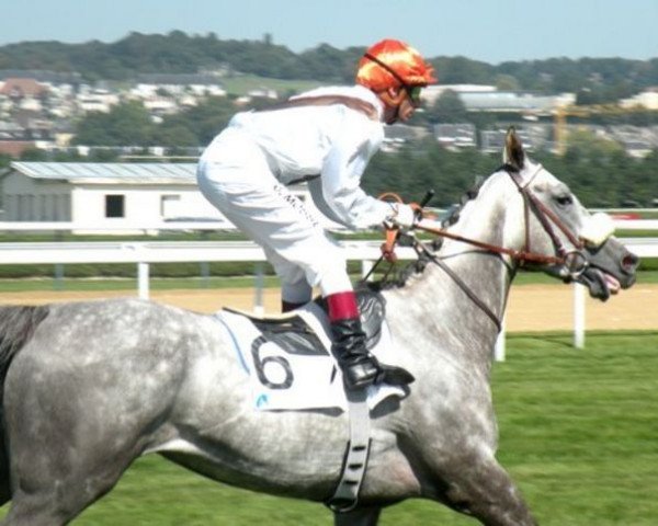 broodmare Armure xx (Thoroughbred, 2005, from Dalakhani xx)