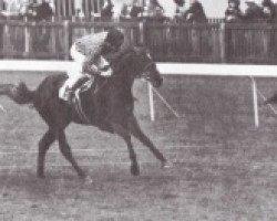 stallion Saulingo xx (Thoroughbred, 1970, from Sing Sing xx)