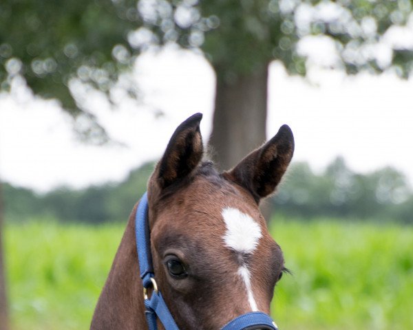 Springpferd For Financial (Deutsches Sportpferd, 2022, von For Planet)