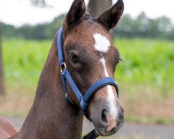 jumper For Financial (German Sport Horse, 2022, from For Planet)