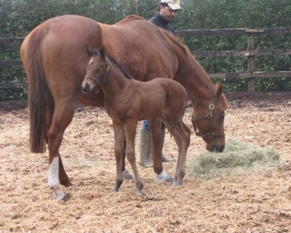 broodmare Olivia Grace xx (Thoroughbred, 1998, from Pivotal xx)