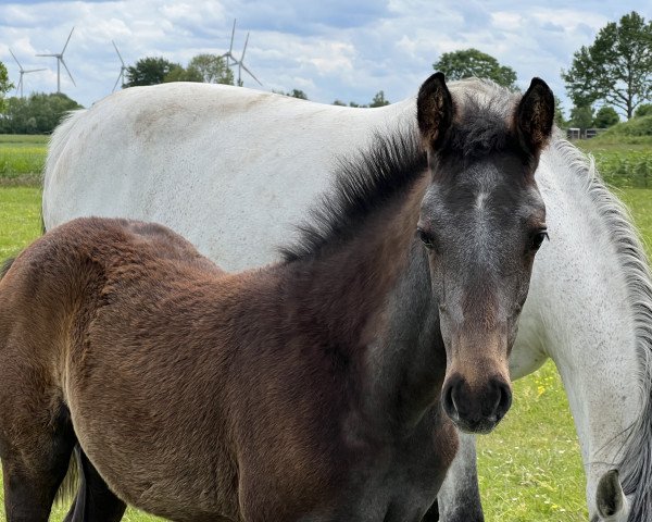 jumper PRINCESS - KL (Holsteiner, 2022, from Zinedine)