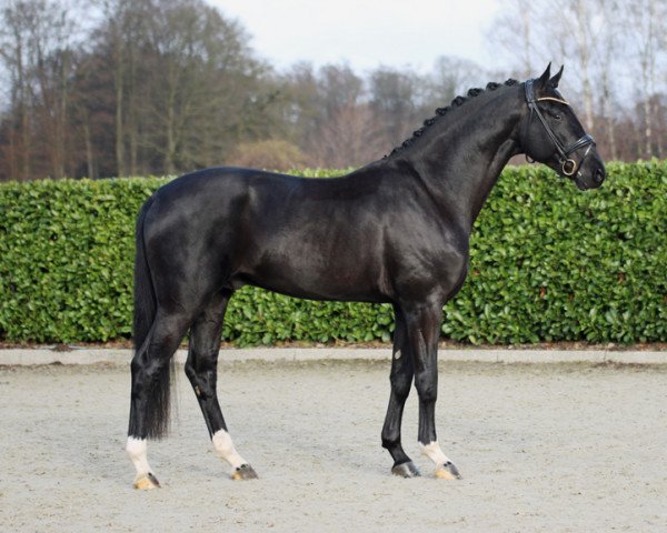 stallion Salitos (Westphalian, 2018, from Secret)