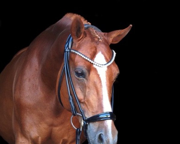 dressage horse Walentino 84 (German Riding Pony, 2013, from White Gold B)