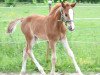 dressage horse Chica B (German Riding Pony, 2012, from Casino Royale K WE)