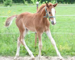 dressage horse Chica B (German Riding Pony, 2012, from Casino Royale K WE)