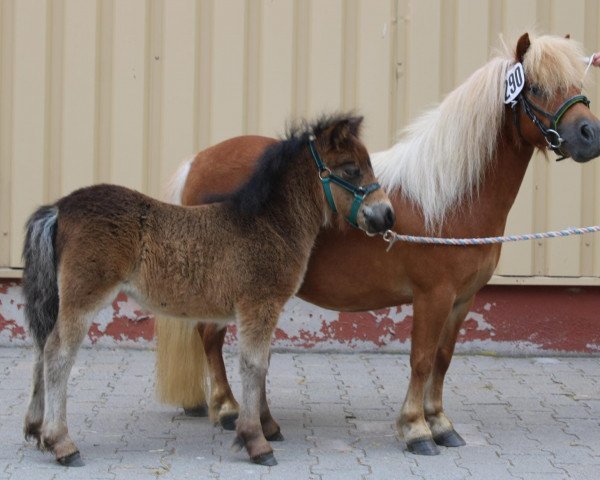 horse Lillyfee von der Marienquelle (Shetland Pony, 2022, from Kapsones van Stal het Noordereind)