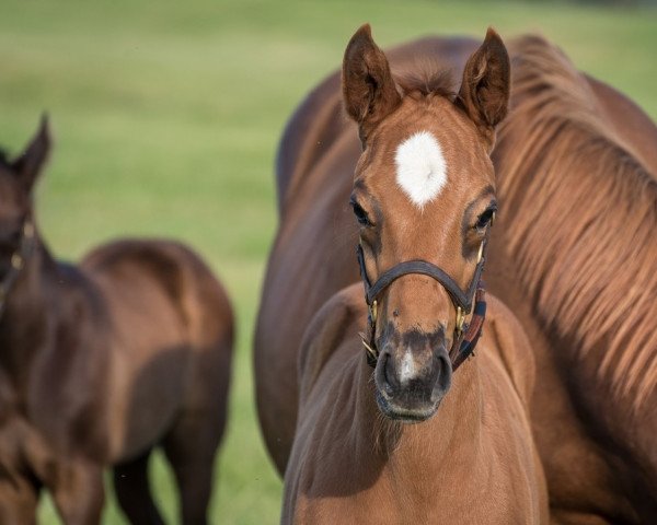 horse Stute von Nyquist xx (Thoroughbred, 2022, from Nyquist xx)