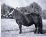 Zuchtstute Saskia van de Zandkamp (Shetland Pony, 1981, von Pegasus of Netherley)