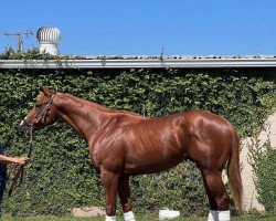 horse Gandolfini xx (Thoroughbred, 2020, from Justify xx)