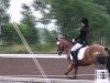 dressage horse Marco (German Riding Pony, 2008, from The Braes My Mobility)