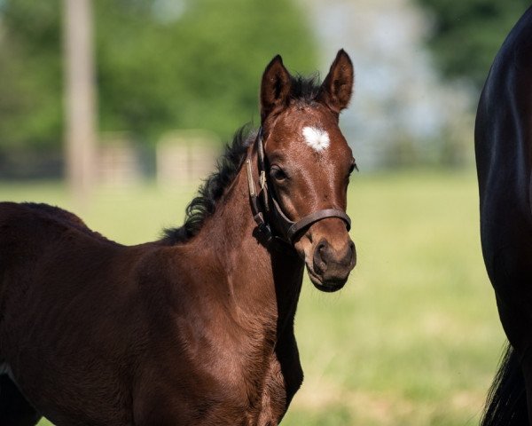 horse Stute von Higher Power xx (Thoroughbred, 2022, from Higher Power xx)