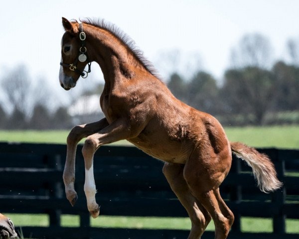 Pferd Hengst von Tapit xx (Englisches Vollblut, 2022, von Tapit xx)