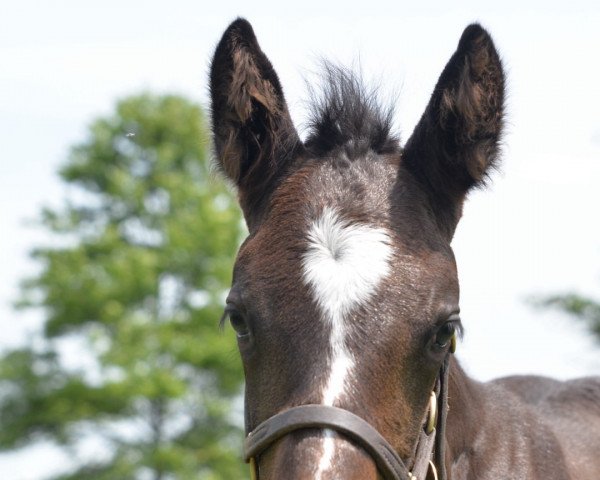 Pferd Stute von Medaglia d´Oro xx (Englisches Vollblut, 2022, von Medaglia d'Oro xx)