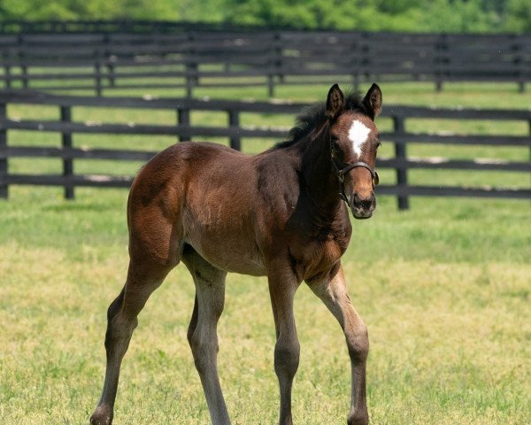 horse Stute von Into Mischief xx (Thoroughbred, 2022, from Into Mischief xx)