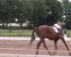 dressage horse Notre Dame 8 (Hanoverian, 1997, from Natiello xx)