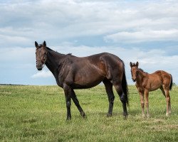 horse Stute von Gun Runner xx (Thoroughbred, 2022, from Gun Runner xx)