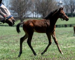 horse Stute von Twirling Candy xx (Thoroughbred, 2022, from Twirling Candy xx)