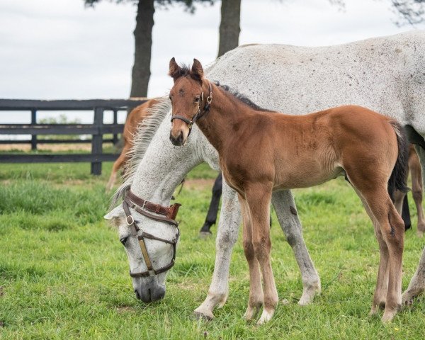 horse Hengst von Into Mischief xx (Thoroughbred, 2022, from Into Mischief xx)