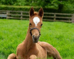 horse Stute von Dubawi xx (Thoroughbred, 2022, from Dubawi xx)