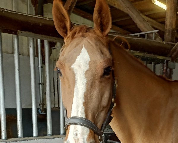 dressage horse Saskia 292 (KWPN (Royal Dutch Sporthorse), 1999, from Monaco)