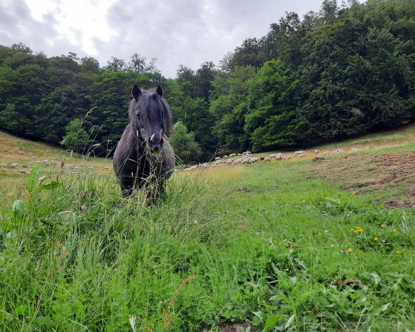 horse Maika 193 (Welsh mountain pony (SEK.A), 2001)