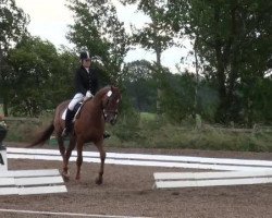 jumper Limbo Cockatoo (Hanoverian, 2001, from Langata Son)