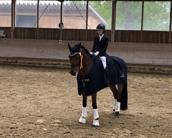 dressage horse Lean F (Württemberger, 2012, from Lordanos)