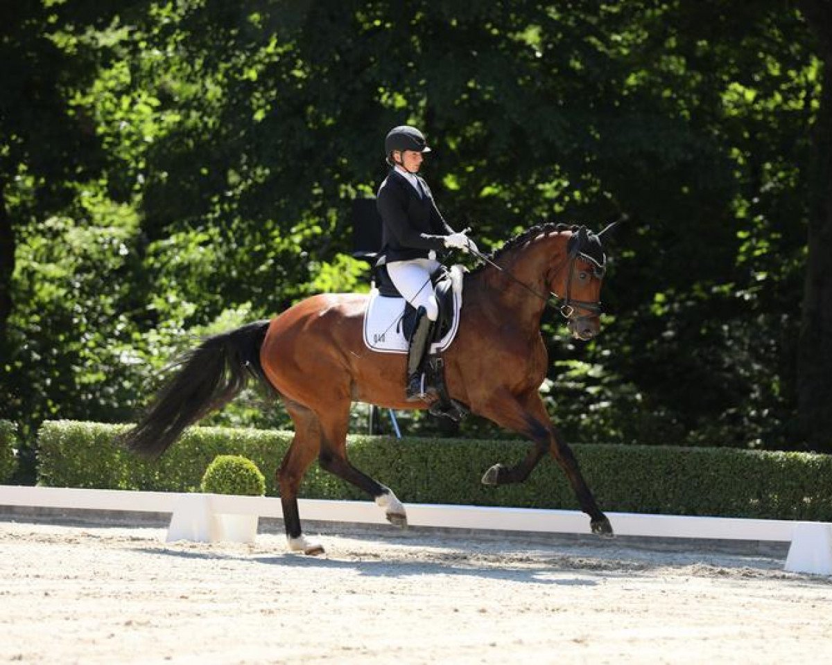 Dressurpferd Quelindo 2 (Hannoveraner, 2018, von Quantensprung 3)