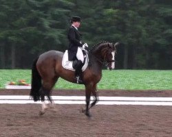 dressage horse Fontainebleau 21 (Oldenburg, 2005, from Florencio I)