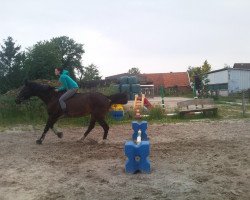 horse Mücke (German Warmblood, 1985, from Mandux)