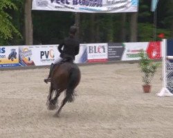 jumper Babsi (German Riding Pony, 1996, from Brillant)