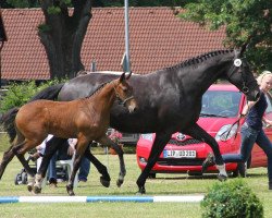 broodmare Etosha 5 (Westphalian, 2004, from Ehrentusch)