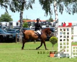 jumper Wce Cruco (Irish Sport Horse, 2004, from Cruising)