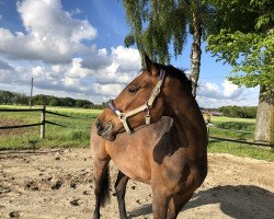 broodmare Joana BS (Holsteiner, 2016, from Uriko)