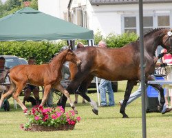 broodmare Let it Be (Westphalian, 2012, from Lohengrin T)