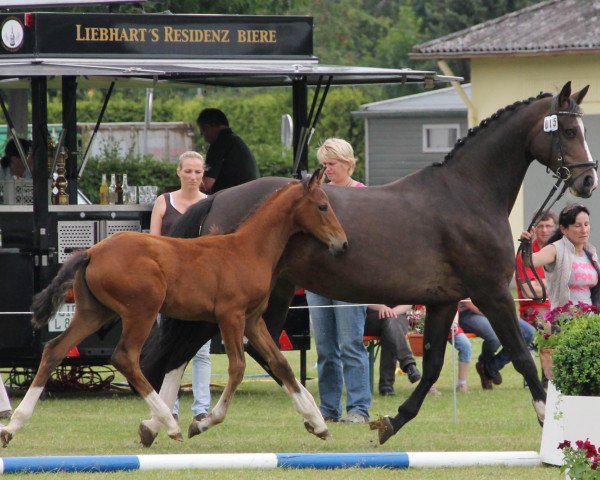 broodmare Flying Cloud (Westphalian, 2000, from Friedenstraum)