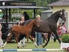 broodmare Flying Cloud (Westphalian, 2000, from Friedenstraum)