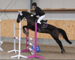 Springpferd Love Lady (Deutsches Reitpony, 2010, von Boss jun.)