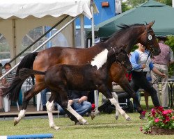 dressage horse Hengst von Chess M (Westphalian, 2012, from Chess M)