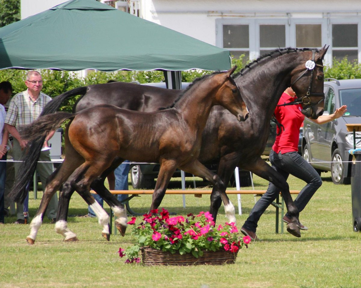 broodmare Rieke (Westphalian, 1999, from Royal Angelo I)