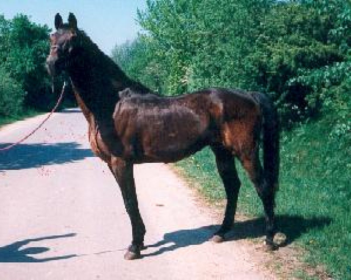 Deckhengst Marlo (Holsteiner, 1971, von Marlon xx)
