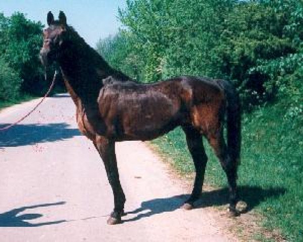 stallion Marlo (Holsteiner, 1971, from Marlon xx)
