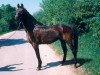 stallion Marlo (Holsteiner, 1971, from Marlon xx)