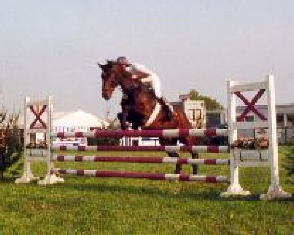 jumper Leila 95 (Holsteiner, 1996, from Chirac)