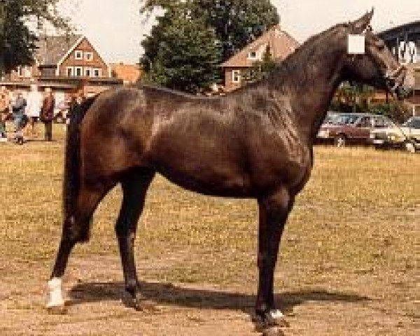 broodmare Wespe II (Holsteiner, 1984, from Lavallo 66 FIN)