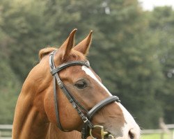 dressage horse Dean Hill (German Sport Horse, 2006, from Damon Hill)