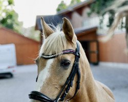 Pferd Golden Lotta (Deutsches Reitpony, 2003, von Golden Dandy)