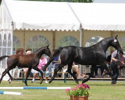 broodmare Bari (Oldenburg, 2012, from Bretton Woods)